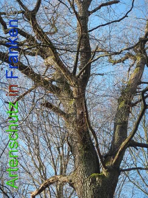 © Artenschutz in Franken® Bild zum Eintrag (1020330-160)