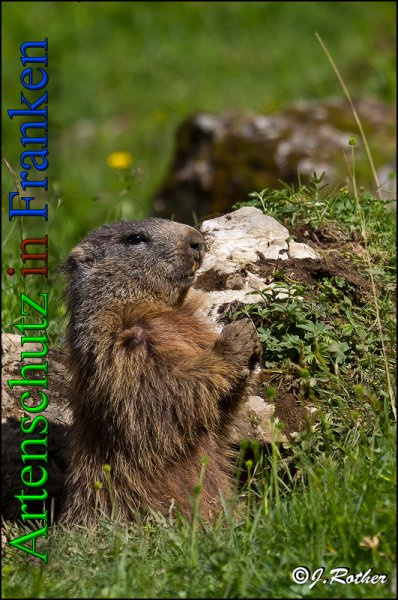 © Artenschutz in Franken® Johannes Rother Bild zum Eintrag (1020342-160)