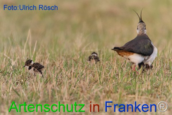 © Artenschutz in Franken® Ulrich Rösch Bild zum Eintrag (1020346-160)