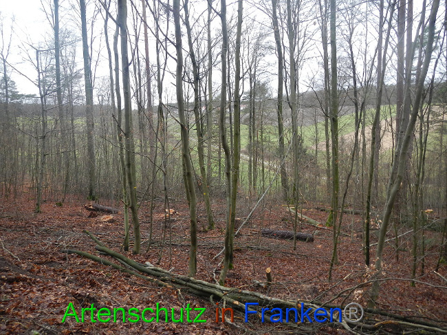 © Artenschutz in Franken® Bild zum Eintrag (1020356-160)