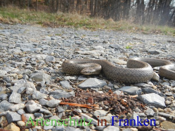 © Artenschutz in Franken® Bild zum Eintrag (1020374-160)