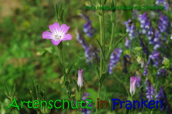 © Artenschutz in Franken® Helga Zinnecker Bild zum Eintrag (1020422-160)