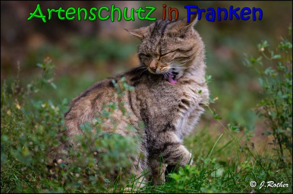 © Artenschutz in Franken® Johannes Rother Bild zum Eintrag (1020430-160)