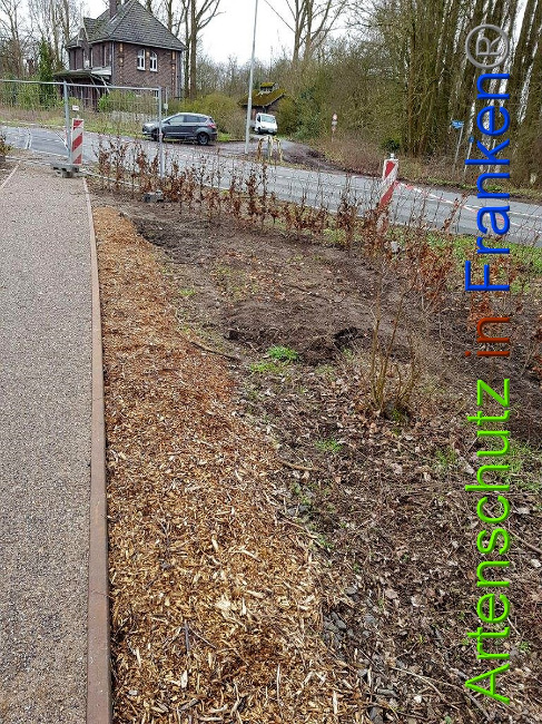 © Artenschutz in Franken® Bild zum Eintrag (1020535-160)