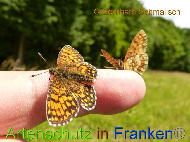 © Artenschutz in Franken® Bernhard Schmalisch Bild zum Eintrag (1020572-160)