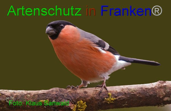© Artenschutz in Franken® / Klaus Sanwald Bild zum Eintrag (1020685-160)