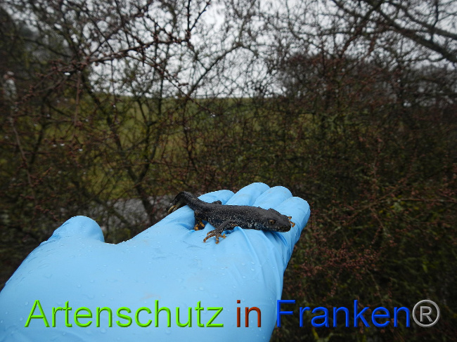 © Artenschutz in Franken® Bild zum Eintrag (1020754-160)
