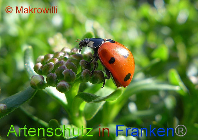 © Artenschutz in Franken® Makrowilli Bild zum Eintrag (1020774-160)