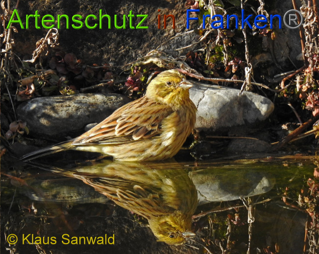 © Artenschutz in Franken® / Klaus Sanwald Bild zum Eintrag (1020820-160)
