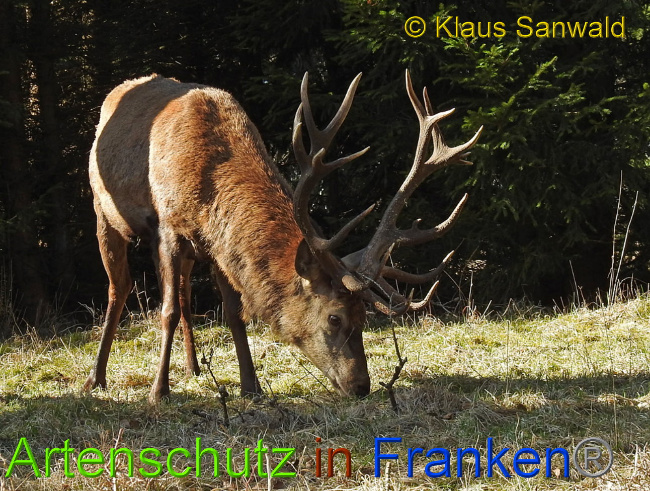 © Artenschutz in Franken® / Klaus Sanwald Bild zum Eintrag (1020822-160)