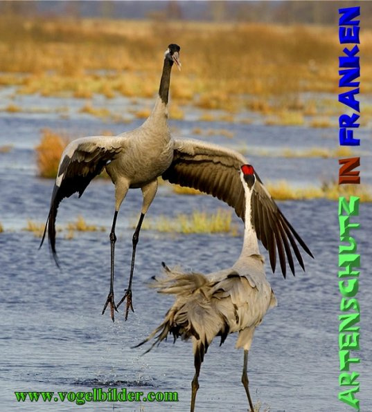 © Artenschutz in Franken® / Werner Oppermann Bild zum Eintrag (1020871-160)