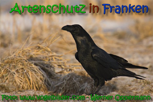 © Artenschutz in Franken® / Werner Oppermann Bild zum Eintrag (1020877-160)