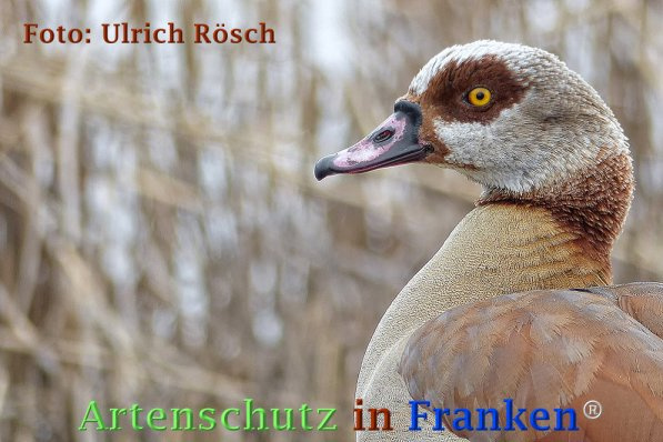 © Artenschutz in Franken® Ulrich Rösch Bild zum Eintrag (1020894-160)