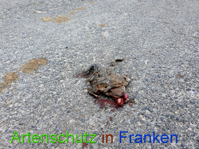 © Artenschutz in Franken® Bild zum Eintrag (1021002-160)
