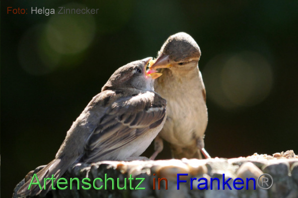© Artenschutz in Franken® Helga Zinnecker Bild zum Eintrag (1021025-160)