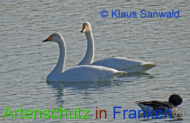 © Artenschutz in Franken® / Klaus Sanwald Bild zum Eintrag (1021084-160)
