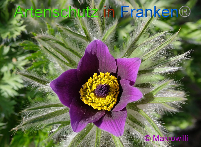© Artenschutz in Franken® Makrowilli Bild zum Eintrag (1021500-160)