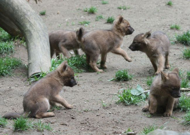 © ZOOLOGISCHER GARTEN MAGDEBURG gGmbH Bild zum Eintrag (1021551-160)