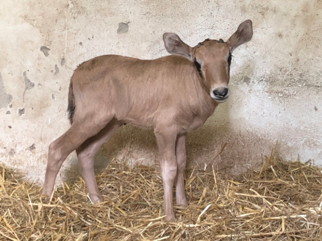 © ZOOLOGISCHER GARTEN MAGDEBURG gGmbH Bild zum Eintrag (1021568-160)