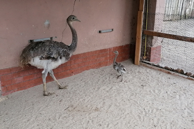©ZOOLOGISCHER GARTEN MAGDEBURG gGmbH Bild zum Eintrag (1021593-160)