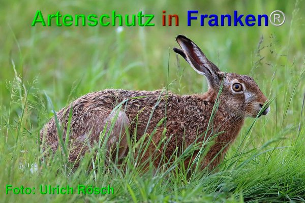 © Artenschutz in Franken® / Ulrich Rösch Bild zum Eintrag (1021610-160)