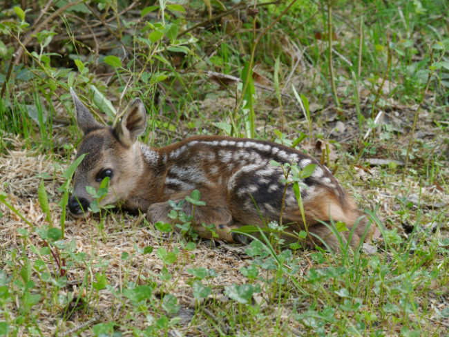 © Klaus Reitmeier/piclease Bild zum Eintrag (1021651-160)