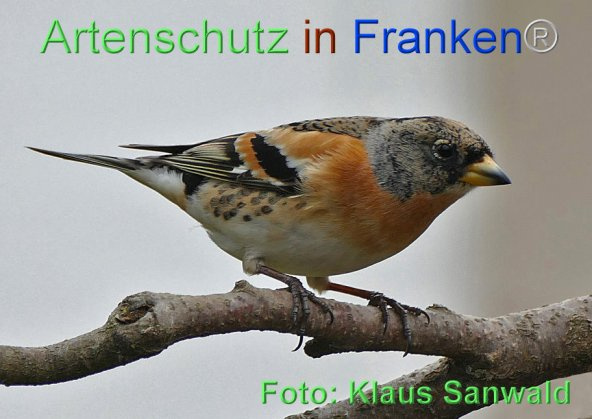 © Artenschutz in Franken® / Klaus Sanwald Bild zum Eintrag (1021663-160)