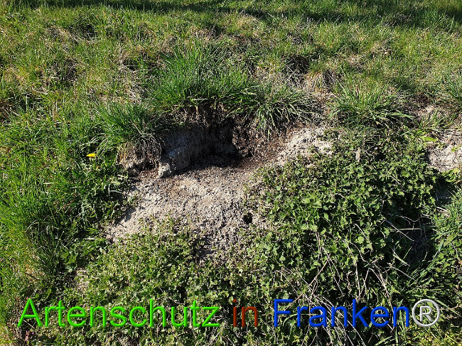 © Artenschutz in Franken® Bild zum Eintrag (1021671-160)