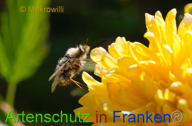 © Artenschutz in Franken® Makrowilli Bild zum Eintrag (1021699-160)
