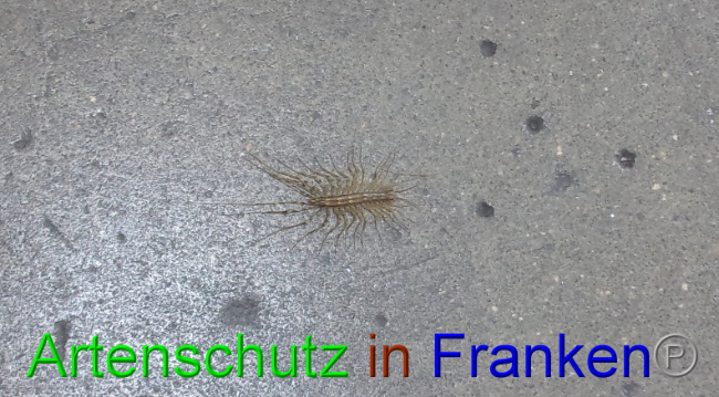 © Artenschutz in Franken® Bild zum Eintrag (1021781-160)