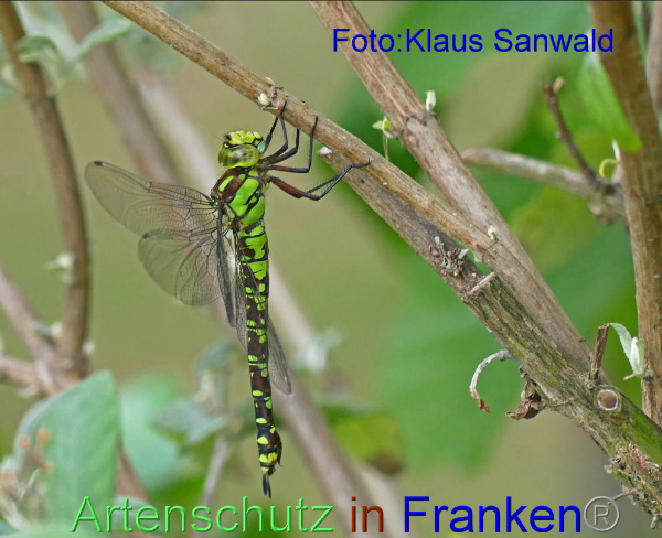 © Artenschutz in Franken® / Klaus Sanwald Bild zum Eintrag (1021950-160)