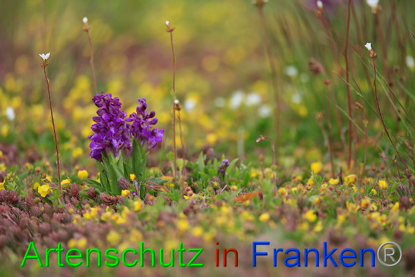 © Artenschutz in Franken® Bild zum Eintrag (1021954-160)