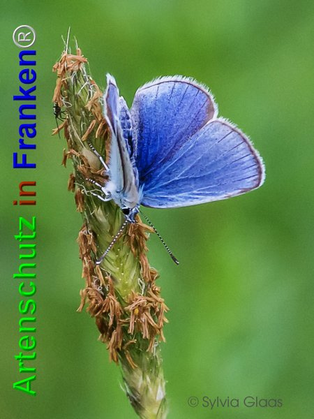 © Artenschutz in Franken® / Sylvia Glaas Bild zum Eintrag (1021997-160)