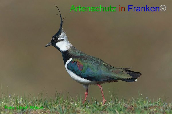 © Artenschutz in Franken® / Ulrich Rösch Bild zum Eintrag (1022301-160)