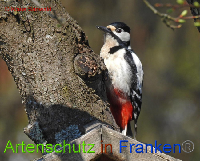 © Artenschutz in Franken® / Klaus Sanwald Bild zum Eintrag (1022392-160)