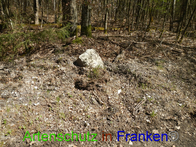 © Artenschutz in Franken® Bild zum Eintrag (1022529-160)