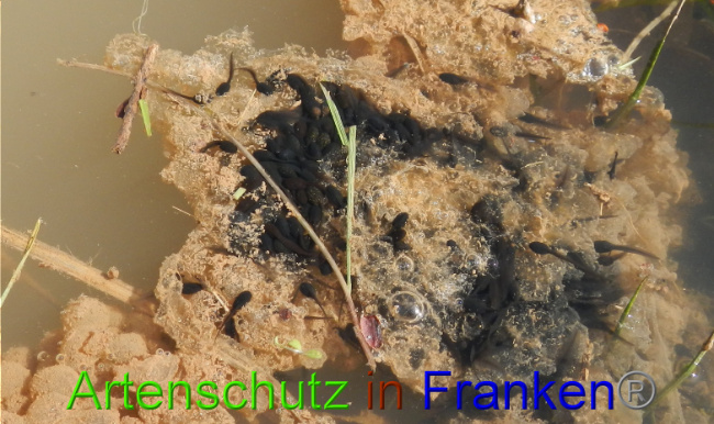© Artenschutz in Franken® Bild zum Eintrag (1022535-160)