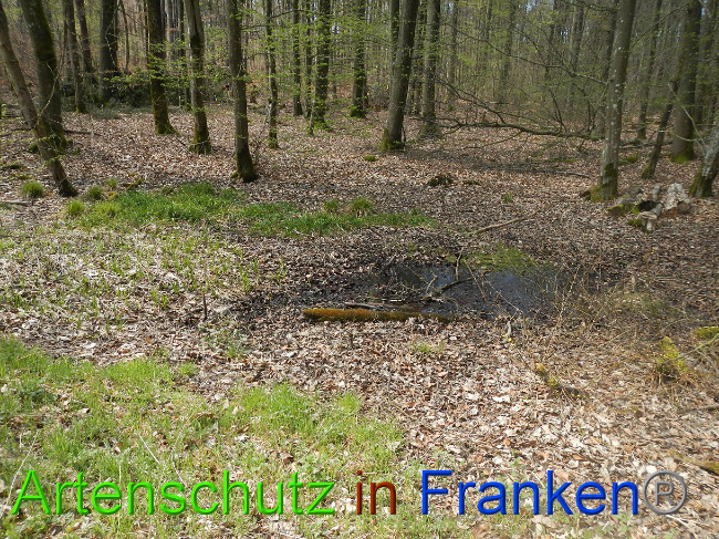 © Artenschutz in Franken® Bild zum Eintrag (1022541-160)