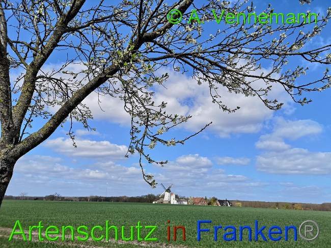 © Artenschutz in Franken® / A.Vennemann Bild zum Eintrag (1022589-160)