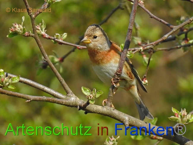 © Artenschutz in Franken® / Klaus Sanwald Bild zum Eintrag (1022595-160)