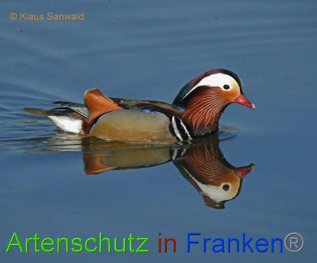 © Artenschutz in Franken® / Klaus Sanwald Bild zum Eintrag (1022605-160)