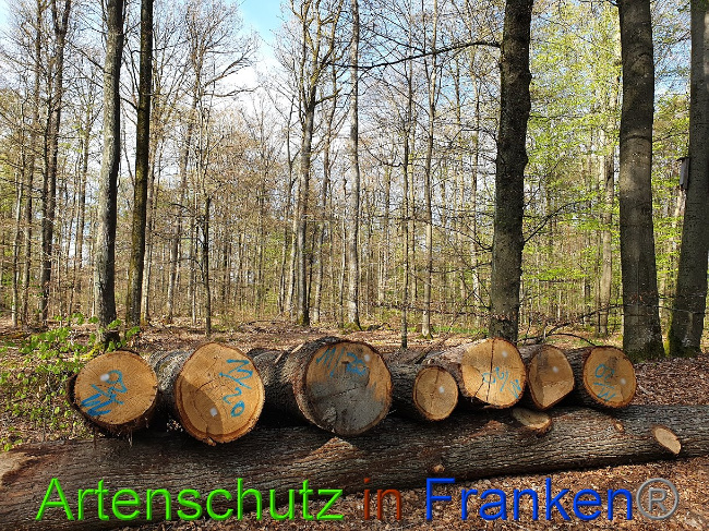 © Artenschutz in Franken® Bild zum Eintrag (1022770-160)