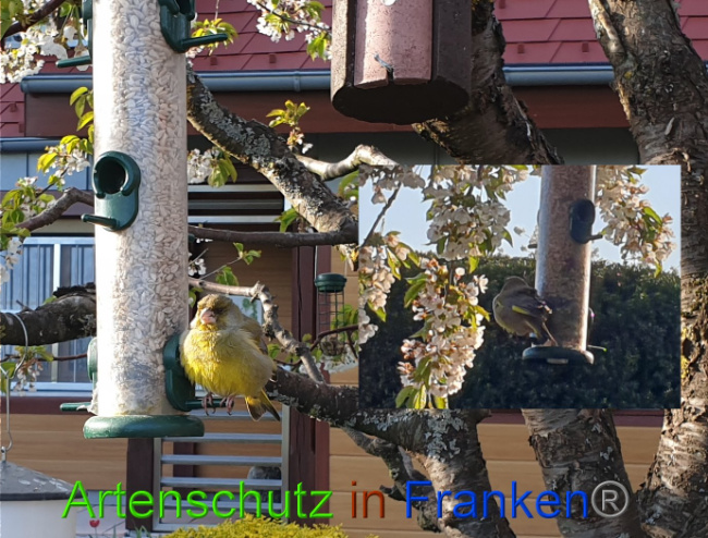© Artenschutz in Franken® Bild zum Eintrag (1022786-160)