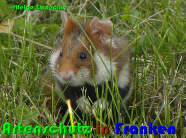 © Artenschutz in Franken® / Helga Zinnecker Bild zum Eintrag (1022806-160)