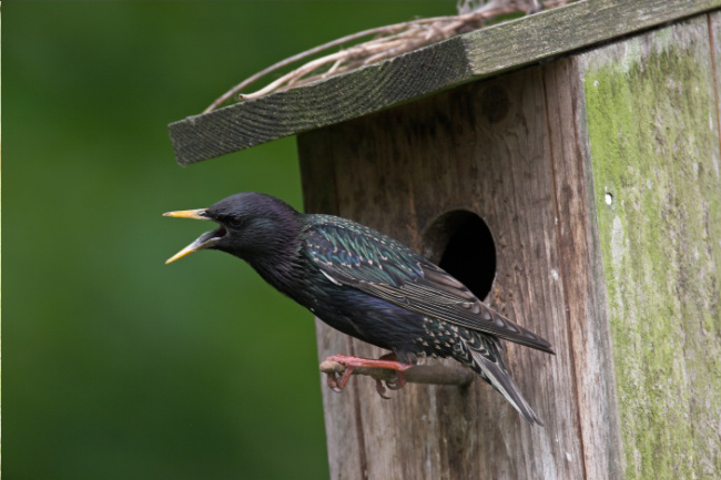 © NABU / Naturfoto Frank Hecker Bild zum Eintrag (1022825-160)