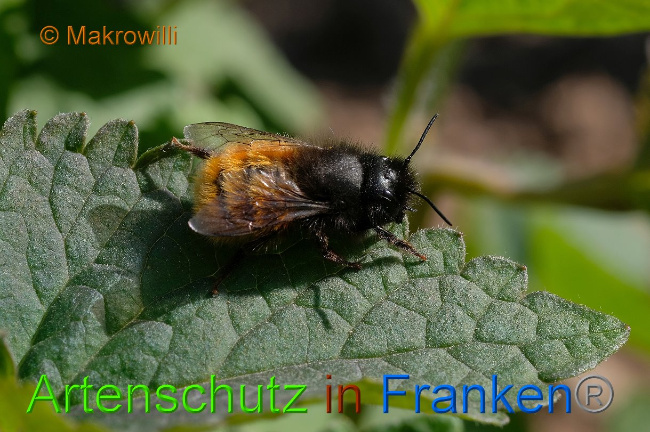 © Artenschutz in Franken® / Makrowilli Bild zum Eintrag (1022827-160)