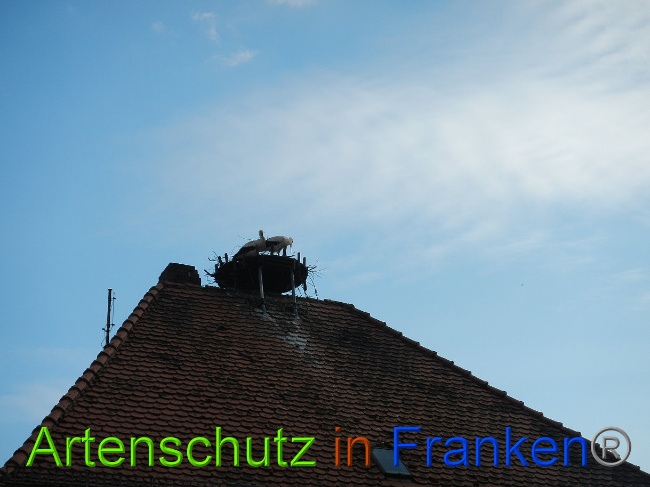 © Artenschutz in Franken® Bild zum Eintrag (1022864-160)