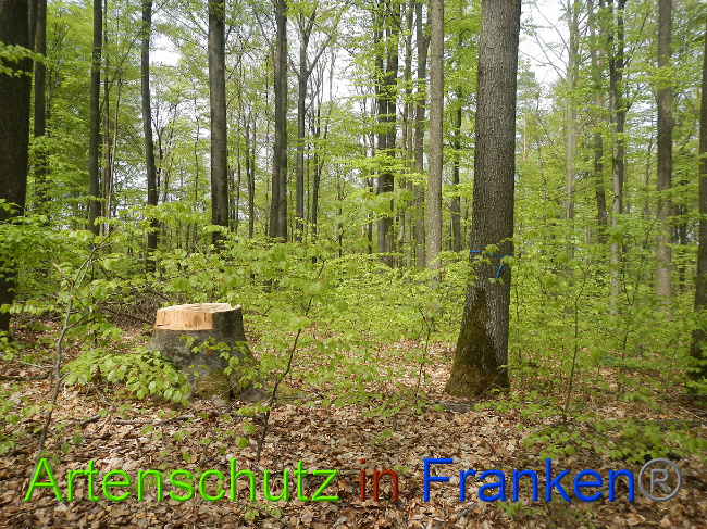 © Artenschutz in Franken® Bild zum Eintrag (1023017-160)
