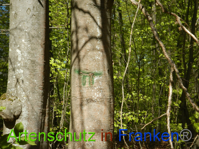 © Artenschutz in Franken® Bild zum Eintrag (1023059-160)