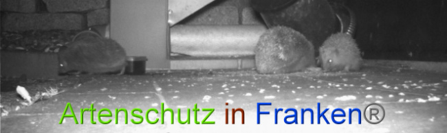 © Artenschutz in Franken® Bild zum Eintrag (1023067-160)